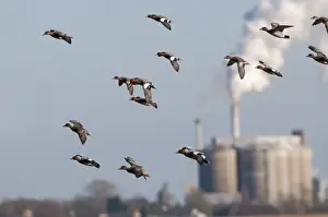 Flock Prints: Flock of Wigeon Anas penelope Buckenham Marshes RSPB Reserve with Cantley Beet Factory