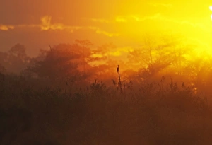 Dawn Prints: Florida Everglades at dawn