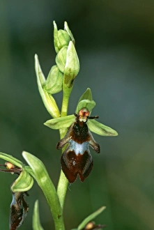 Plant Prints: Fly Orchid, The Burren, Ireland, summer