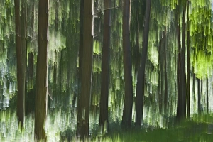 Abstract Prints: Forest abstract Blickling Norfolk May