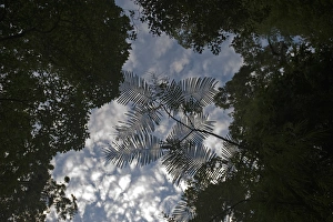 Trees Prints: Forest canopy against a dawn sky Subic Luzon Philippines