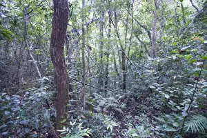 Cebu Prints: Forest regeneration - secondary growth in Alcoy Forest Cebu Philippines