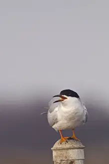 California Prints: Forsters Tern Sterna forsteri adult breeding Bolsa Chica California USA