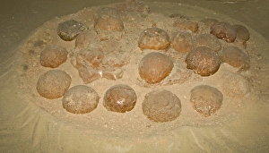 Fossilized Dinosaur nest with eggs found in 1994 at Algui Ulan tav in South Gobi Mongolia Fossilized Dinosaur nest with eggs found in 1994 at Algui Ulan tav in South Gobi Mongolia