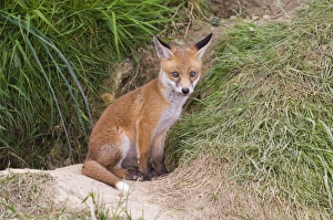 Images Dated 2005: Fox cub Vulpes vulpes at entrance to earth Kent spring