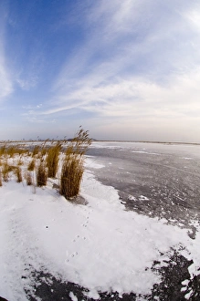 Fox footprints on frozen Durankulak Lake (RAMSAR site) Bulgaria winter Fox footprints on frozen Durankulak Lake (RAMSAR site) Bulgaria winter