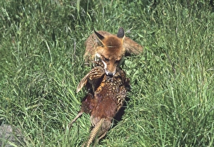 Mammal Prints: Fox with pheasant Kent