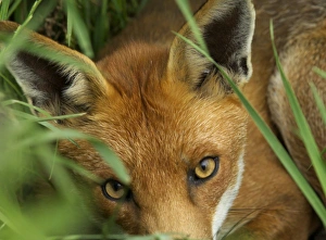 Images Dated 16th November 2009: Fox, Vulpes vulpes, adult vixen, resting during day, Kent, UK