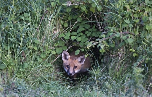 Fox Vulpes vulpes cub peering from brambles where earth located Morston Norfolk June Fox Vulpes vulpes cub peering from brambles where earth located Morston Norfolk June