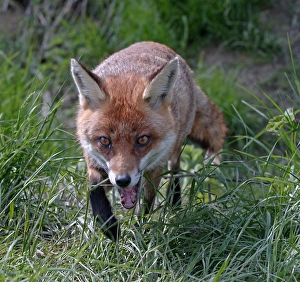 Prints of Fox Vulpes vulpes Kent summer Images Dated 2009 December: Fox Vulpes vulpes Kent summer
