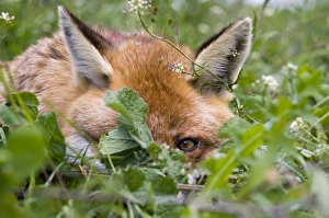 Fox Vulpes vulpes Kent summer