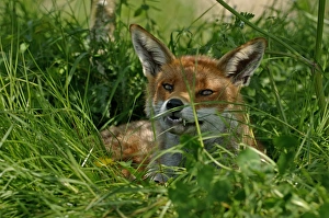Fox Vulpes vulpes Kent summer