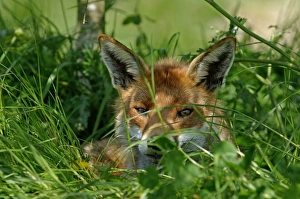Fox Vulpes vulpes Kent summer