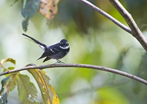 Friendly Fantail Rhipidura albolimbata Tari Southern Highlands Papua New Guinea Friendly Fantail Rhipidura albolimbata Tari Southern Highlands Papua New Guinea