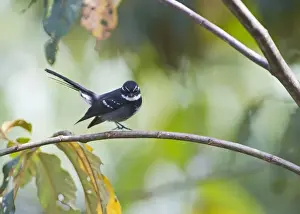 Papua New Guinea Prints: Friendly Fantail Rhipidura albolimbata Tari Southern Highlands Papua New Guinea