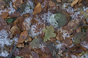 Frozen leaf litter in woodland Norfolk December