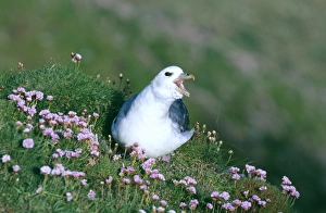 Fulmar, Fulmarus glacialis, calling on cliff top, Sumburgh Head, Shetland, June Fulmar, Fulmarus glacialis, calling on cliff top, Sumburgh Head, Shetland, June