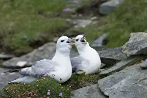Courtship Prints: Fulmar Fulmarus glacialis in courtship ritual Mousa Shetland June