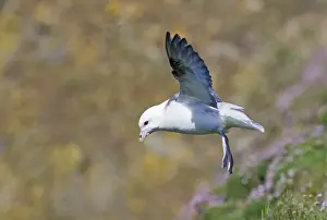 Petrel Prints: Fulmar Fulmarus glacialis hanging above cliff in wind Sumburgh Head Shetland June