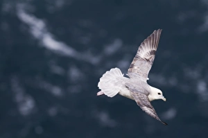 Fulmar Fulmarus glacialis Shetland June