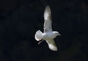 Fulmarus Glacialis Prints: Fulmar Fulmarus glacialis Shetland June