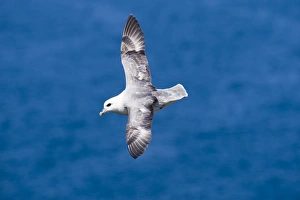Fulmar Fulmarus glacialis Shetland June