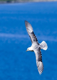 Fulmar Fulmarus glacialis Shetland June