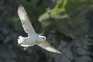 Petrel Prints: Fulmar Fulmarus glacialis Sumburgh Head Shetland June