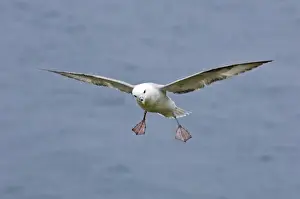 Coast Prints: Fulmars Fulmarus glacialis Sumburgh Head Shetland summer