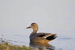 Wildfowl Prints: Gadwall Anas strepera male Cley Norfolk March