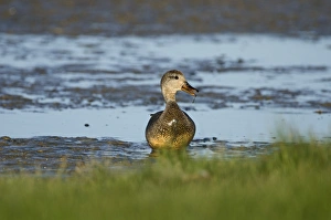 Cley Prints: Gadwall Anas strepera male Cley Norfolk May