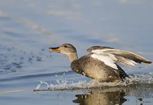 Minsmere Prints: Gadwall Anas strepera male landing Minsmere Suffolk April