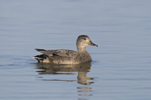 Wildfowl Prints: Gadwall Anas strepera male Minsmere Suffolk April