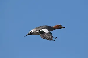 Duck Prints: Gadwall Anas strepera male taking off Cley Norfolk April