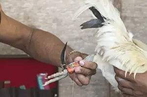 Gaffer binding slasher to leg of cock in readiness for cock fight at Narra on Palawan