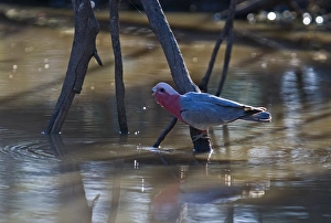 Galah Cacatua rosiecapilla Queensland Australia