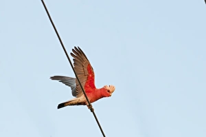 Parrot Prints: Galah Cacatua rosiecapilla Queensland Australia