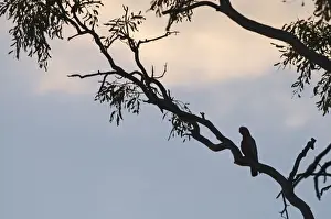Parrot Prints: Galah Eolophus roseicapilla in tree at dusk Queensland Australia