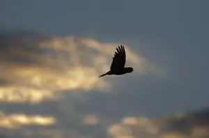 Parrot Prints: Galah Eolophus roseicapillaflying to roost at dusk Queensland Australia