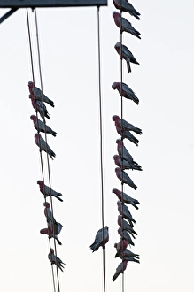 Galahs Cacatua rosiecapilla flock gathering before going to roost on edge of town Galahs Cacatua rosiecapilla flock gathering before going to roost on edge of town
