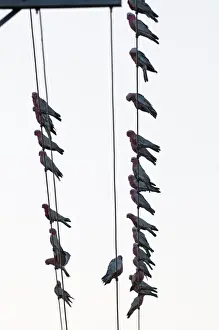 Parrot Prints: Galahs Cacatua rosiecapilla flock gathering before going to roost on edge of town