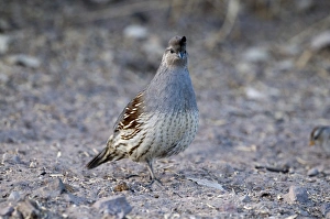 Gambels Quail Callipepla gambelii female Bosque del Apache New Mexico USA January Gambels Quail Callipepla gambelii female Bosque del Apache New Mexico USA January