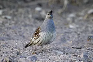 Gambels Quail Callipepla gambelii female Bosque del Apache New Mexico USA January