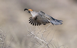 Gambels Quail Callipepla gambelii male Bosque del Apache New Mexico USA January Gambels Quail Callipepla gambelii male Bosque del Apache New Mexico USA January