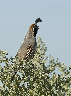 Gambels Quail Callipepla gambelii male calling California USA April Gambels Quail Callipepla gambelii male calling California USA April