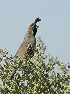 Calling Prints: Gambels Quail Callipepla gambelii male calling California USA April