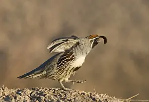 California Prints: Gambels Quail Callipepla gambelii male stretching California USA April