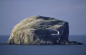 Cliff Prints: Gannet colony Bass Rock Firth of Forth Scotland summer