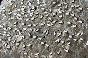 Shetland Prints: Gannet colony Sula bassana Hermaness Unst Shetland June