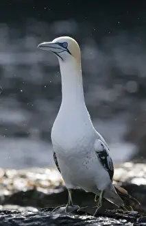Gannet Prints: Gannet Sula bassana 3rd yr bird Noss Shetland June